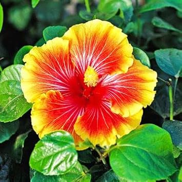 Flower Seeds, Seeds,Seeds For Planting,Plant Seeds