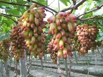 Fruit Seeds,Garden seeds, Seeds For Planting,Plant Seeds