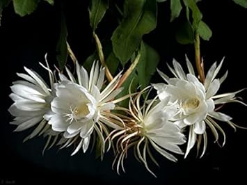 Flower Seeds, Seeds,Seeds For Planting,Plant Seeds