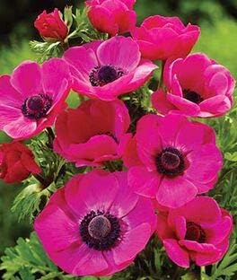 Flower Seeds, Seeds,Seeds For Planting,Plant Seeds