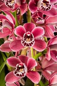 Flower Seeds, Seeds,Seeds For Planting,Plant Seeds