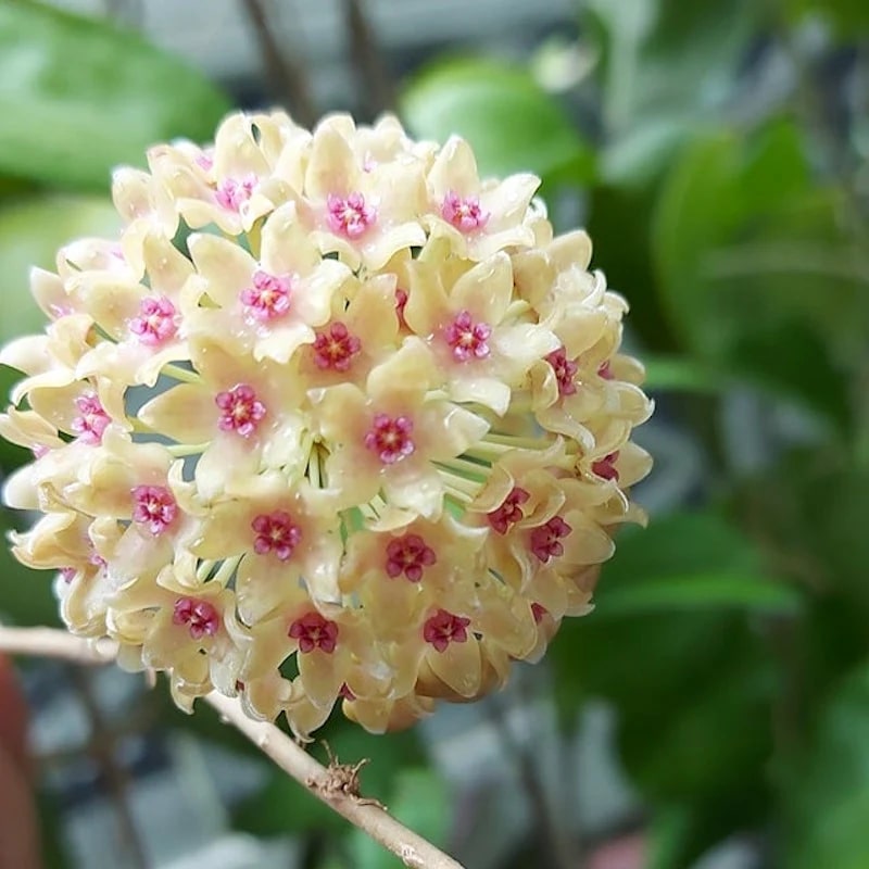 Pink Yellow Hoya Flower Seeds for Planting – Cut Flower Favorite, Heirloom &amp; Non-GMO Home Garden Seeds