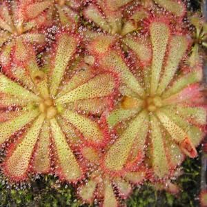 Flower Seeds, Seeds,Seeds For Planting,Plant Seeds