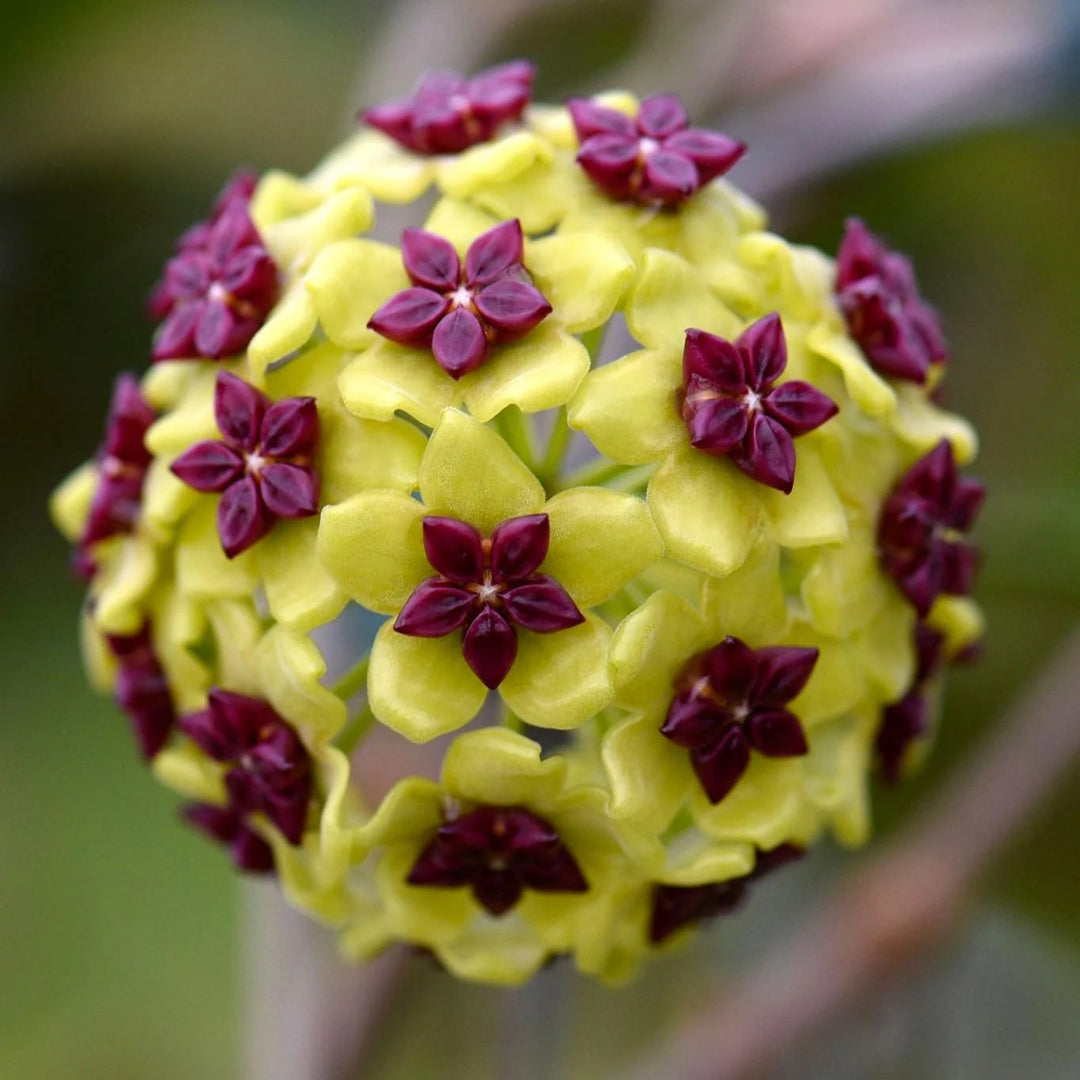 Green Purple Hoya Flower Seeds for Planting – Heirloom, Non-GMO, Compact Growth, High Germination