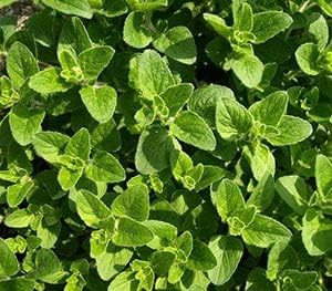 Herb Seeds,Garden seeds, Seeds For Planting,Plant Seeds