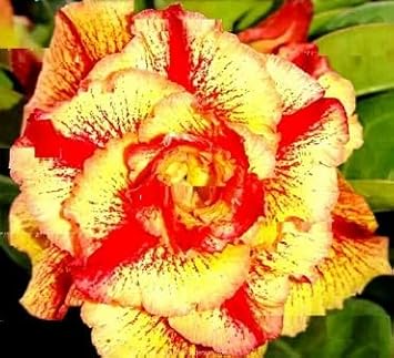 Flower Seeds, Seeds,Seeds For Planting,Plant Seeds