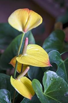 Flower Seeds, Seeds,Seeds For Planting,Plant Seeds