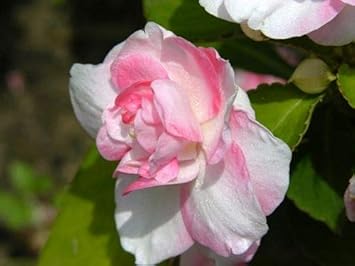 Flower Seeds, Seeds,Seeds For Planting,Plant Seeds