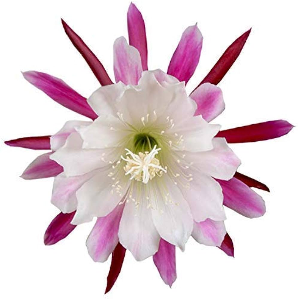 Flower Seeds, Seeds,Seeds For Planting,Plant Seeds