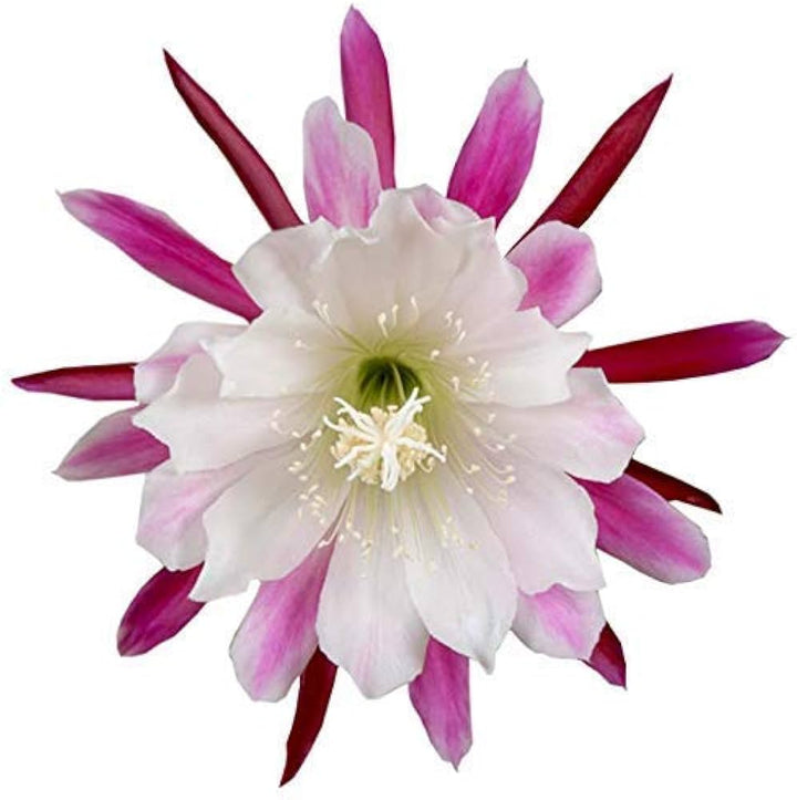 Flower Seeds, Seeds,Seeds For Planting,Plant Seeds