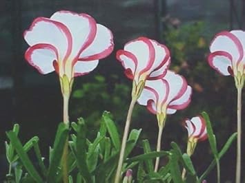 Flower Seeds, Seeds,Seeds For Planting,Plant Seeds