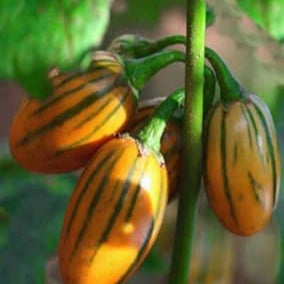 Fruit Seeds,Garden seeds, Seeds For Planting,Plant Seeds