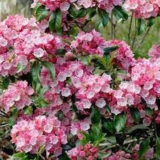 Flower Seeds, Seeds,Seeds For Planting,Plant Seeds