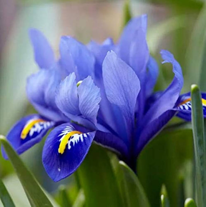 Blue Iris Flower Seeds for Planting – Heirloom, Non-GMO, High Germination Organic Garden Seeds