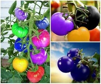 Vegetable Seeds,Garden seeds, Seeds For Planting,Plant Seeds
