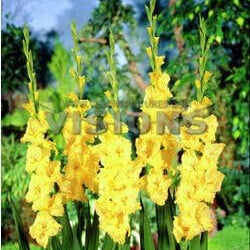 Flower Seeds, Seeds,Seeds For Planting,Plant Seeds