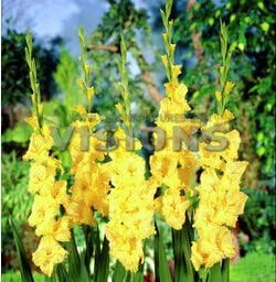 Flower Seeds, Seeds,Seeds For Planting,Plant Seeds