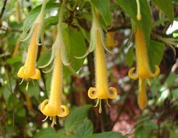 Flower Seeds, Seeds,Seeds For Planting,Plant Seeds