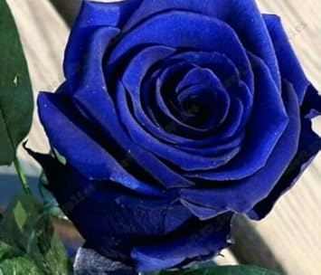 Flower Seeds, Seeds,Seeds For Planting,Plant Seeds