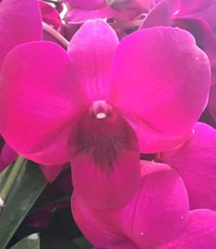 Flower Seeds, Seeds,Seeds For Planting,Plant Seeds