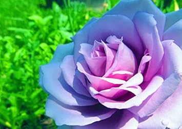 Flower Seeds, Seeds,Seeds For Planting,Plant Seeds