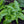 Vegetable Seeds,Garden seeds, Seeds For Planting,Plant Seeds