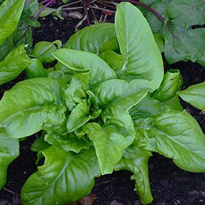 Vegetable Seeds,Garden seeds, Seeds For Planting,Plant Seeds