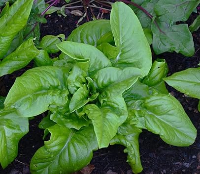 Vegetable Seeds,Garden seeds, Seeds For Planting,Plant Seeds