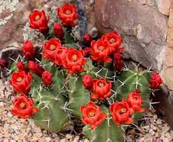 Flower Seeds, Seeds,Seeds For Planting,Plant Seeds