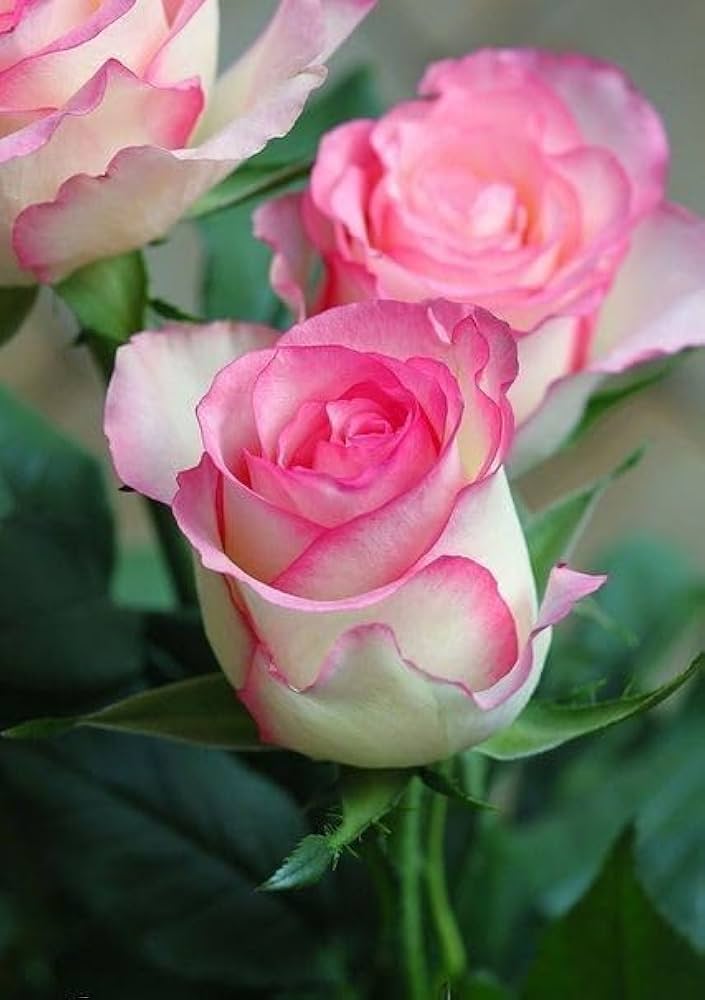 Pink White Holland Rose Flower Seeds for Planting – Heirloom, Non-GMO, High Germination Seeds