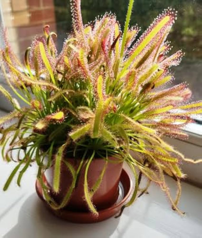 Pink Green Sundew Seeds for Planting – Heirloom, Non-GMO, Premium Quality, High Germination