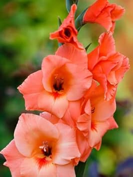 Flower Seeds, Seeds,Seeds For Planting,Plant Seeds