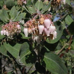 Flower Seeds, Seeds,Seeds For Planting,Plant Seeds