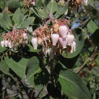 Flower Seeds, Seeds,Seeds For Planting,Plant Seeds