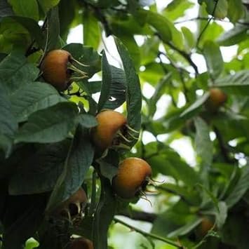 Fruit Seeds,Garden seeds, Seeds For Planting,Plant Seeds