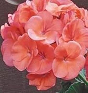 Flower Seeds, Seeds,Seeds For Planting,Plant Seeds