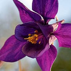 Flower Seeds, Seeds,Seeds For Planting,Plant Seeds