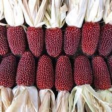 Fruit Seeds,Garden seeds, Seeds For Planting,Plant Seeds