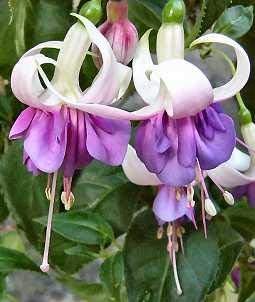 Flower Seeds, Seeds,Seeds For Planting,Plant Seeds