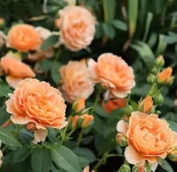 Flower Seeds, Seeds,Seeds For Planting,Plant Seeds