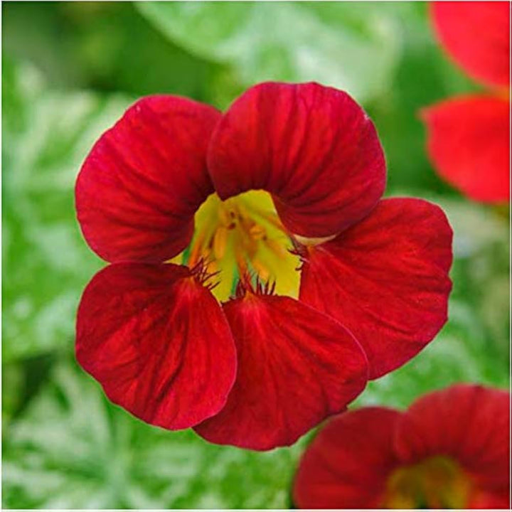 Flower Seeds, Seeds,Seeds For Planting,Plant Seeds