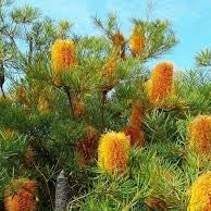 Flower Seeds, Seeds,Seeds For Planting,Plant Seeds