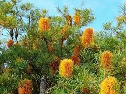 Flower Seeds, Seeds,Seeds For Planting,Plant Seeds