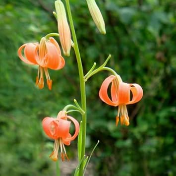 Flower Seeds, Seeds,Seeds For Planting,Plant Seeds