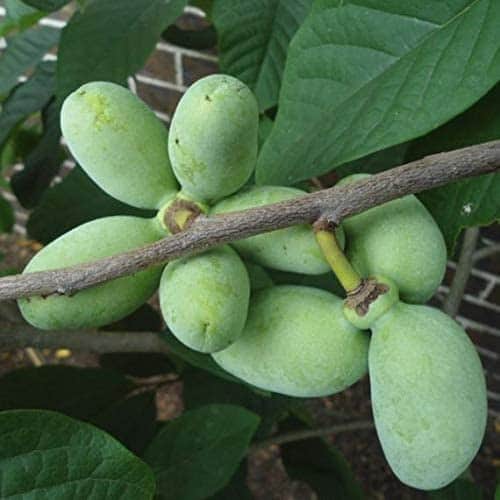 Paw fruit seeds for planting - Heirloom & Non-GMO Garden seeds, exotic tropical fruit for home gardens