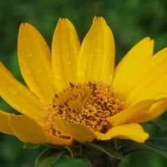 Flower Seeds, Seeds,Seeds For Planting,Plant Seeds
