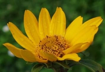Flower Seeds, Seeds,Seeds For Planting,Plant Seeds