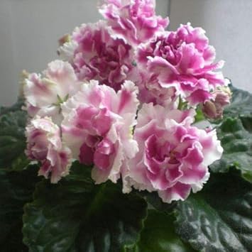 Flower Seeds, Seeds,Seeds For Planting,Plant Seeds