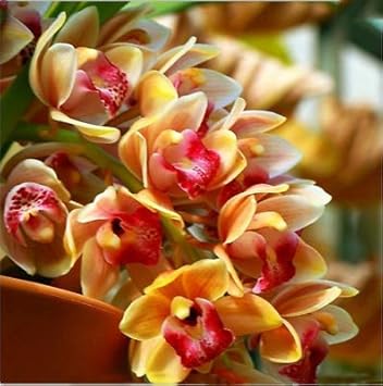 Cymbidium Maxillaria Goeringii Seeds for Planting Light Orange – Colorful Display, Heirloom, Non-GMO, High Germination Organic Garden Seeds