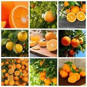 Fruit Seeds,Garden seeds, Seeds For Planting,Plant Seeds